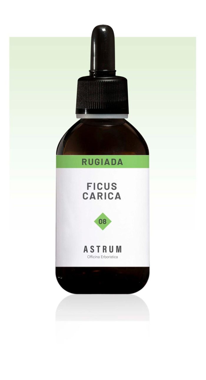Ficus Carica - immagine 2