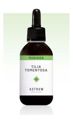 Tilia Tomentosa - immagine 2